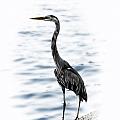 Blue Heron