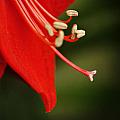 Lilly
