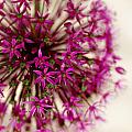 Pink Puff