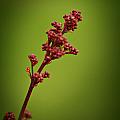 Red buds