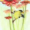 Yellow finch