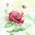Red rose
